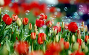 tulips-bubbles-red-flower-bed-flowers-field-nature-1800x2880